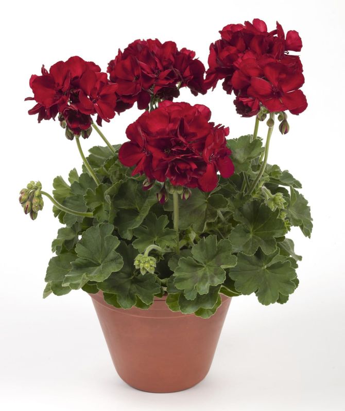 Pelargonia rabatowa Cassiopeia – zwarty pokrój do donic i skrzynek