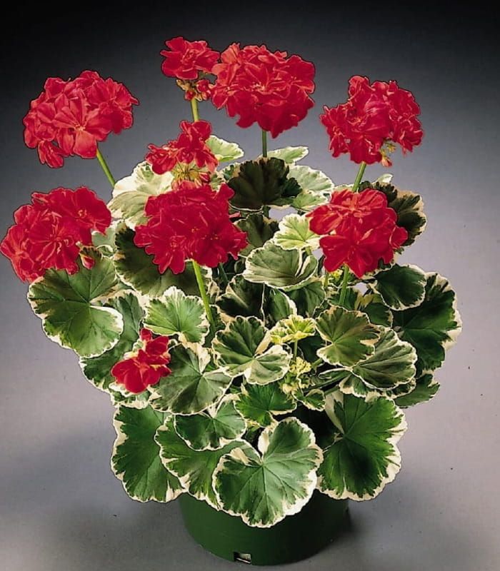 Pelargonia rabatowa Wilhelm Langguth
