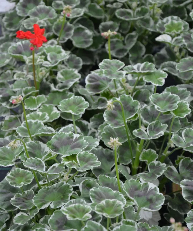 Pelargonia rabatowa Wilhelm Langguth - sadzonki