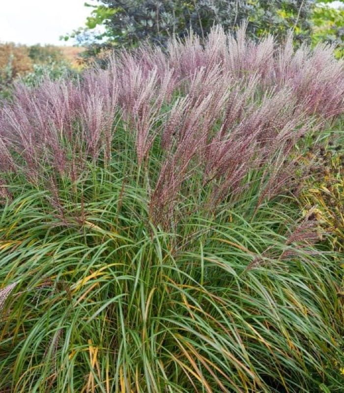 Miskant chiński ‘Krater’