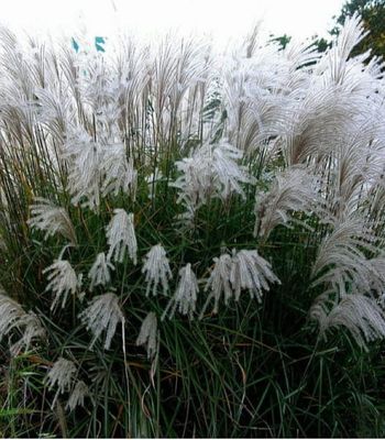 Miskant chiński ‘Kleine Fontäne’