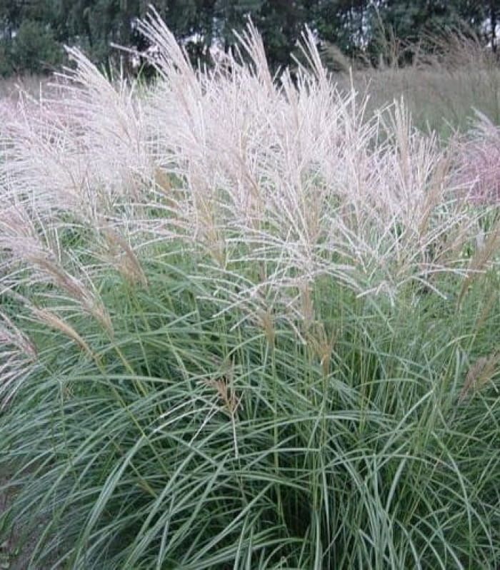 Miskant chiński ‘Herman Mussel’