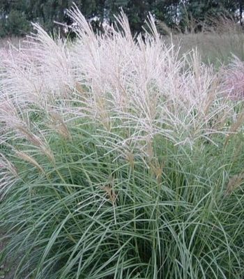 Miskant chiński ‘Herman Mussel’