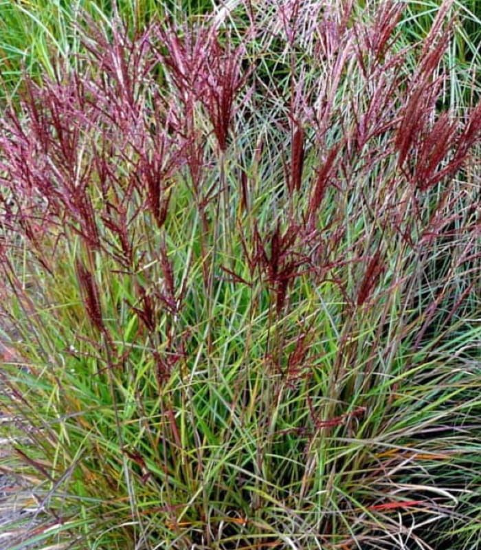 Miskant chiński ‘Ibiza’