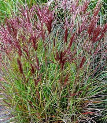 Miskant chiński ‘Ibiza’