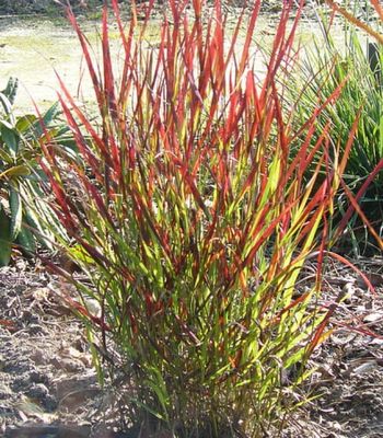 Proso rózgowate ‘Sangria’