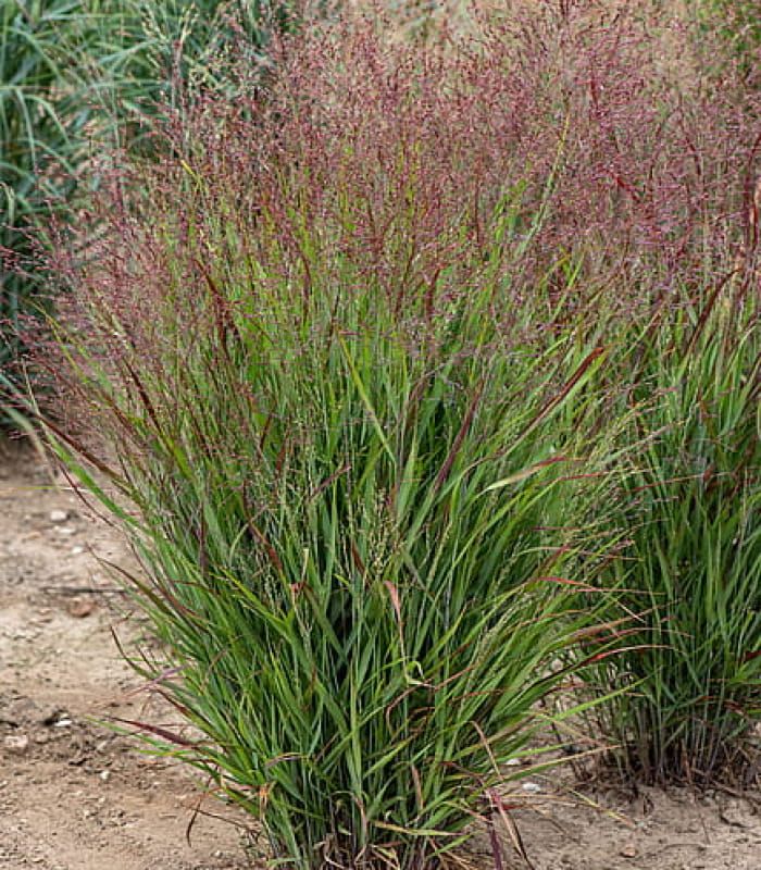 Proso rózgowate ‘Shenandoah’