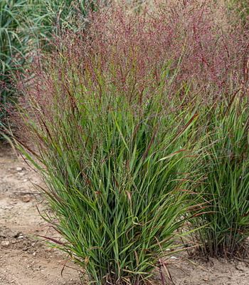 Proso rózgowate ‘Shenandoah’