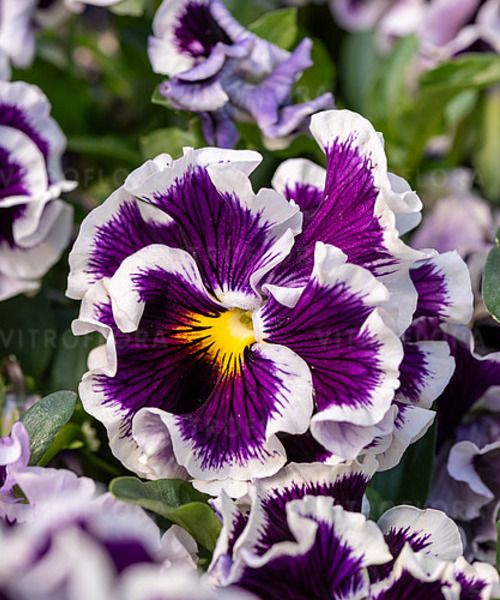 Ruffles Purple White Rim - bratek bylina