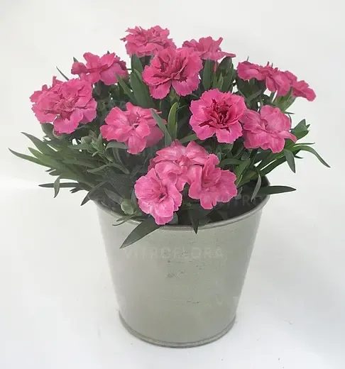 Oscar Neon Pink
Dianthus - goździk ogrodowy