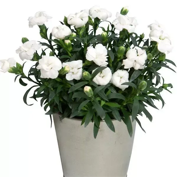 Oscar White
Dianthus - goździk ogrodowy