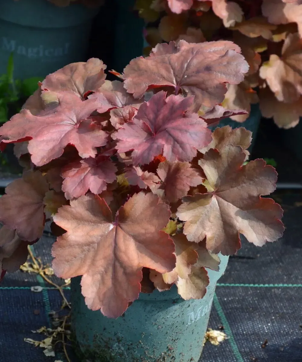 Żurawka Cherry Cola - Heuchera