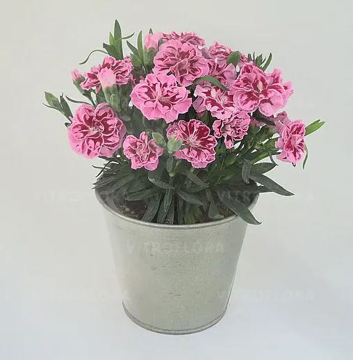 Oscar Pink Heart
Dianthus - goździk ogrodowy