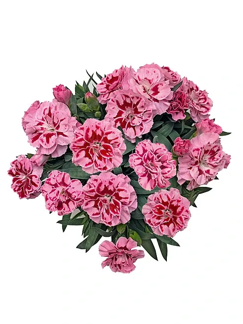 Oscar Pink Heart
Dianthus - goździk ogrodowy różowy