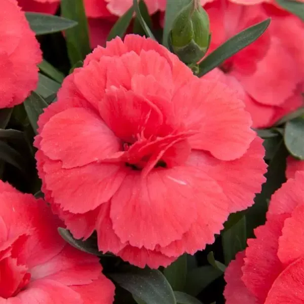 Oscar Salmon
Dianthus hybrida
