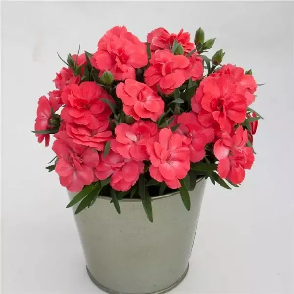 Oscar Salmon
Dianthus - goździk ogrodowy