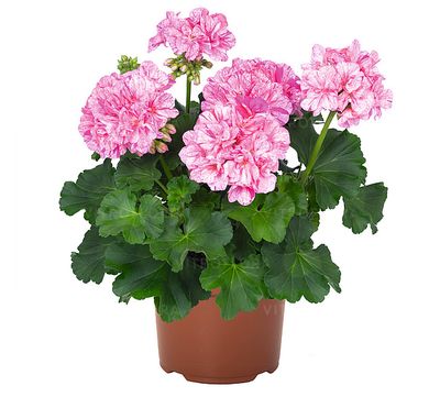 Pelargonia rabatowa Big EEZE Pink Batik