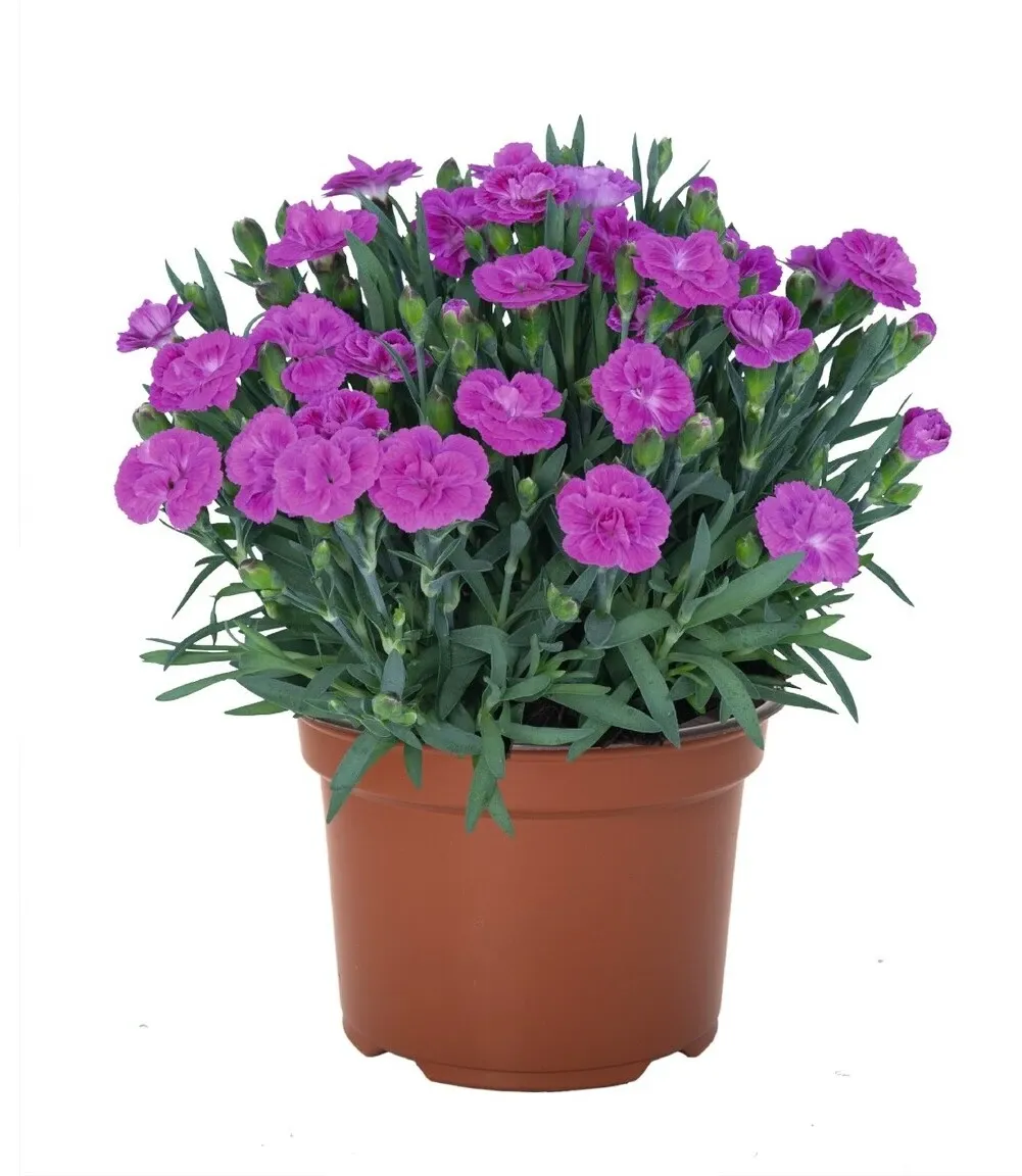 Dianthus hybrida Sweety Pinky Love