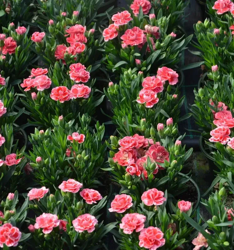 Dianthus-Goździk Sweety Pinky Love