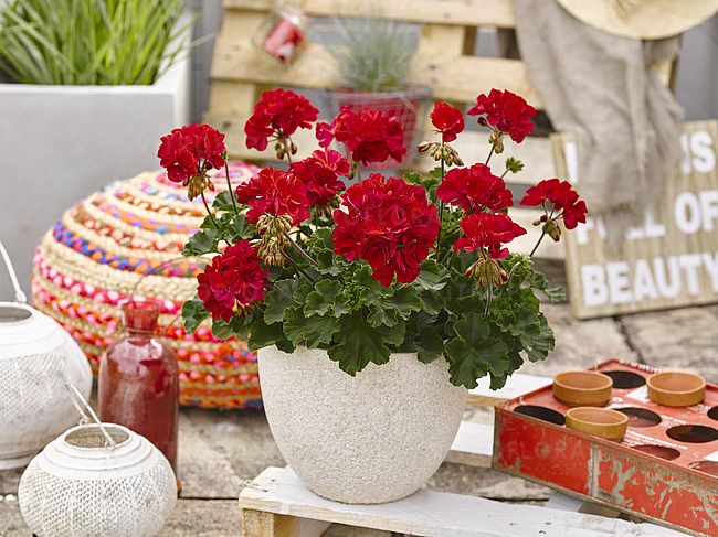 Pelargonia rabatowa Dark Green Fire - sadzonka