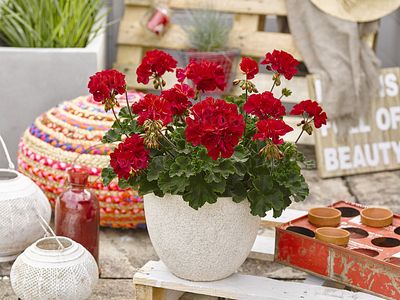 Pelargonia rabatowa Dark Green Fire - sadzonka