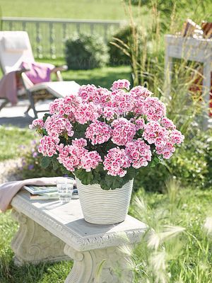 Pelargonia rabatowa  Pink Eye - sadzonka