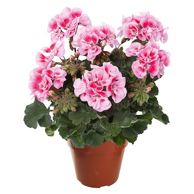 Pelargonia rabatowa  Pink Eye