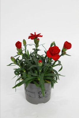 Dianthus Oscar Dark Red - goździk ogrodowy