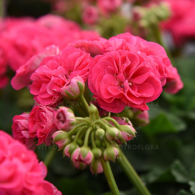 Pelargonia rabatowa Survivor Idols® Rosalinda 