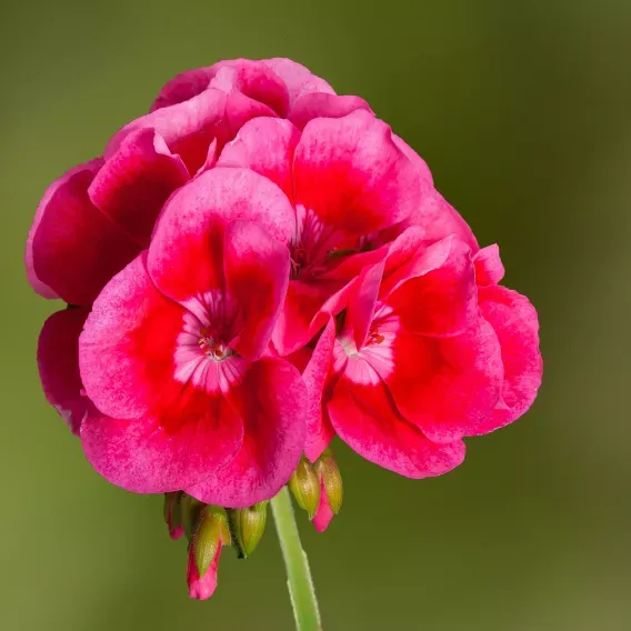 Pelargonia Calliope® rose splash