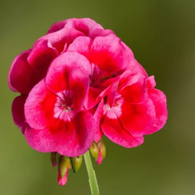 Pelargonia Calliope® rose splash
