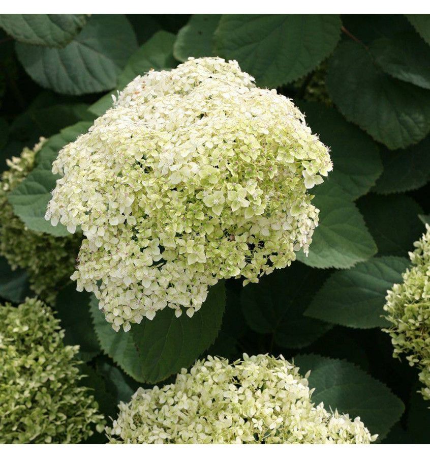 Hortensja drzewiasta 'Lime Rickey' Hydrangea arborescens