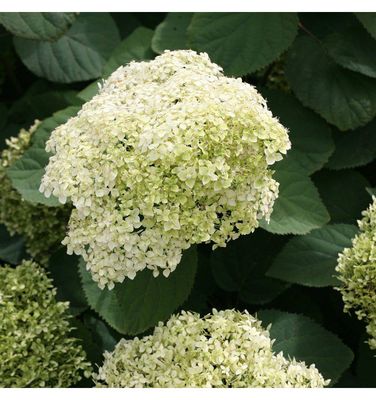Hortensja drzewiasta 'Lime Rickey' Hydrangea arborescens