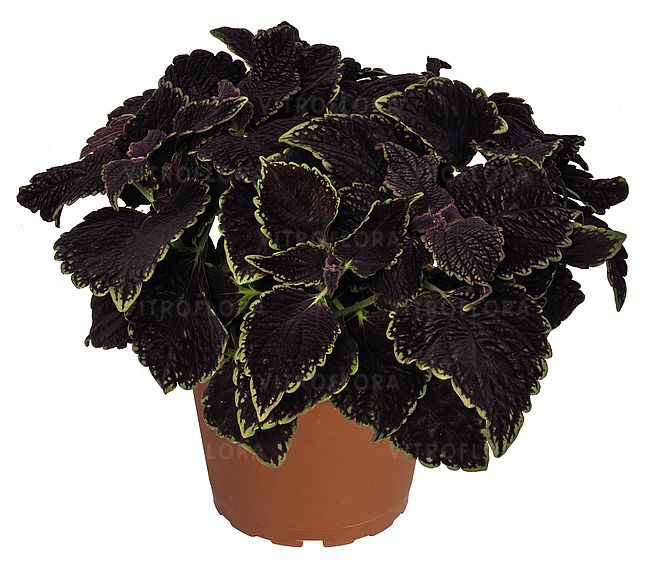 Koleus Main Street Abbey Road w doniczce