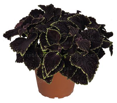 Koleus Main Street Abbey Road w doniczce