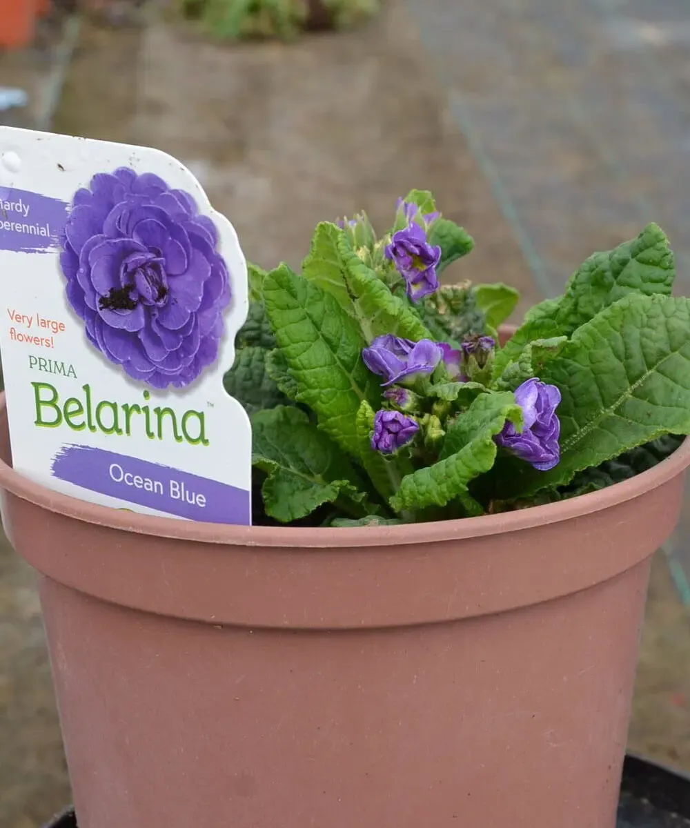 Prima Belarina Ocean Blue - sadzonka w doniczce