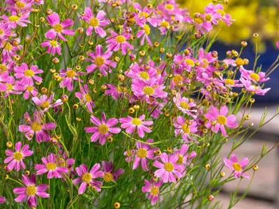 Nachyłek American Dream Coreopsis sadzonka