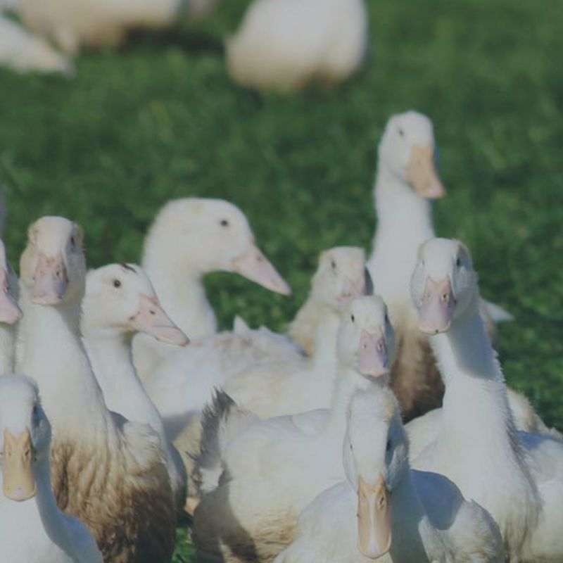 Free-range Duck &amp; Geese