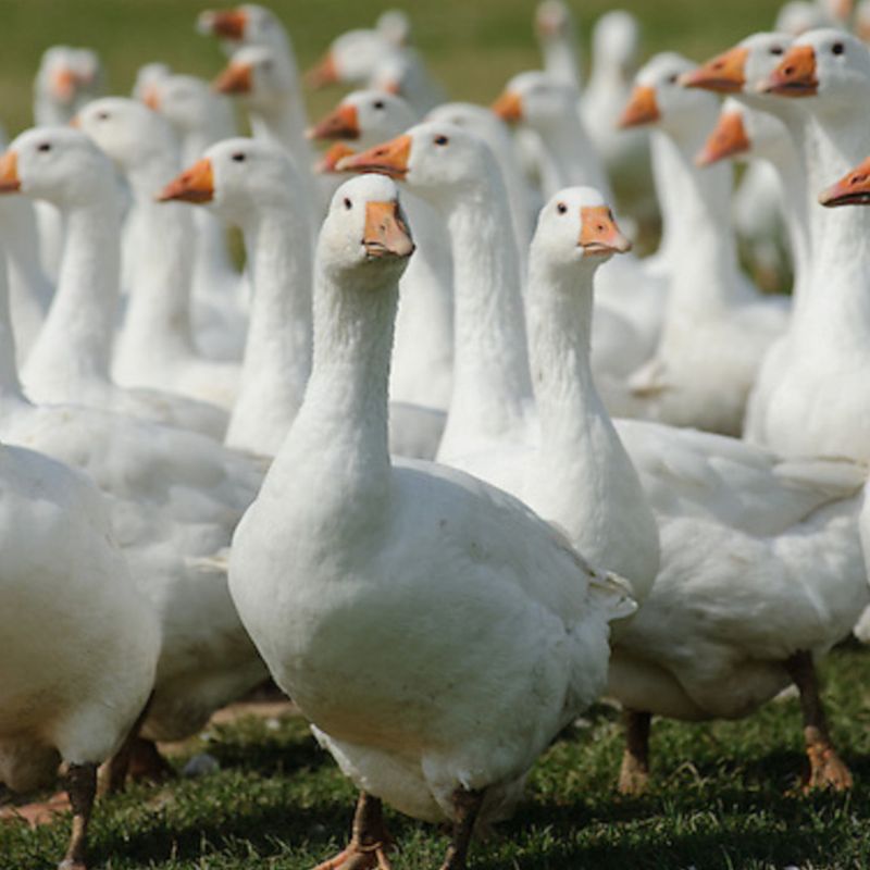 Goodmans Free Range Goose
