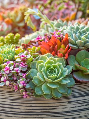 Plants