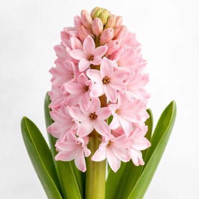 HYACINTHUS PINK