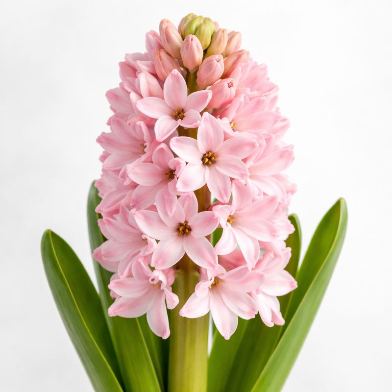 HYACINTHUS PINK