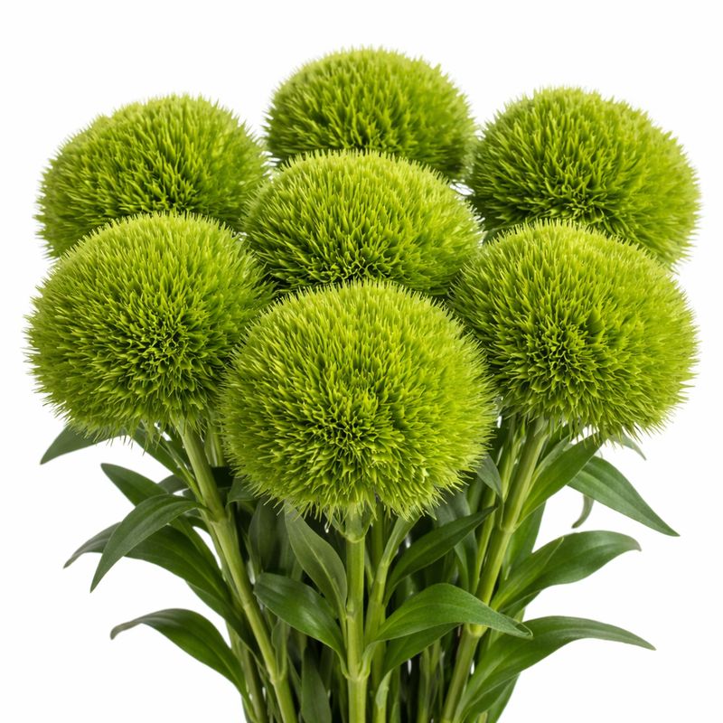 DIANTHUS GREEN BALL
