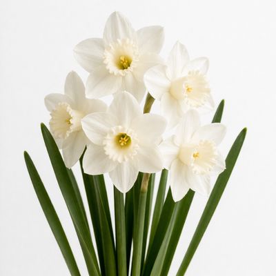 DAFFODIL WHITE