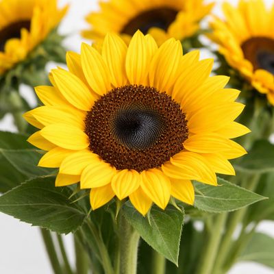 SUNFLOWER YELLOW VINCENT SELECT