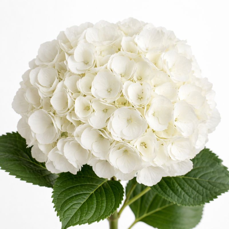 HYDRANGEA WHITE