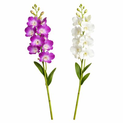 DENDROBIUM ORCHID ASSORTED