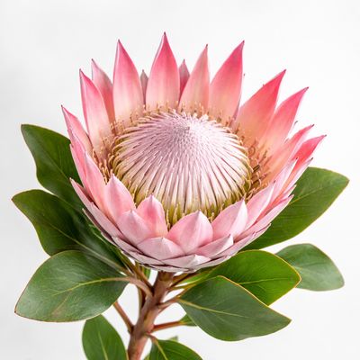 KING PROTEA PINK