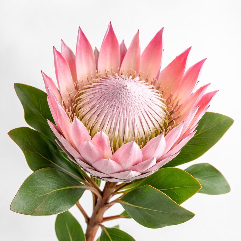 KING PROTEA PINK