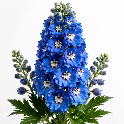 DELPHINIUM BLUE BIRD